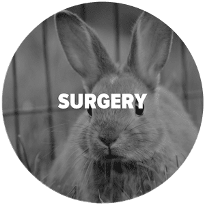 pet surgery veterinary services